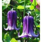 予約販売クレマチス苗篭口テキセンシ...