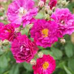 予約販売 バラ苗 バラ大苗 つるバラ バイオレット 一季咲き 小輪 薔薇 ば…