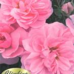 ショッピングバラ 予約販売 バラ苗 バラ大苗 つるバラ ボニカ’82 薔薇 ばら ピンク ボニカ82 troe 2月中旬以降発送