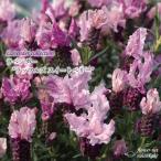  предварительный заказ распродажа лаванда рассада la полный z сладкий Berry 10.5cm pot регистрация товар вид French лаванда цветок рассада . корень . садоводство трава рассада Herb hlr 3 месяц средний . после отправка 