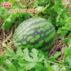  предварительный заказ распродажа арбуз рассада .....12cm pot большой рассада серьезность овощи овощи рассада огород hlv 4 месяц последняя декада после отправка 