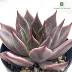 多肉植物 skエケベリア 紫式部（クスピダータ パラセンシス パラス×ロメオ）多肉植物 エケベリア 7.5cmポット