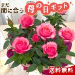 ＼まだ間に合う／ 母の日 プレゼント ミニバラ タマラコルダーナ 5号鉢 送料無料 母の日ギフト 花 鉢植え バラ