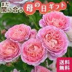 ＼まだ間に合う／ 母の日 プレゼント バラ デルバール クロードモネ 登録品種 6号鉢 送料無料 母の日ギフト 薔薇 花 鉢植え unu