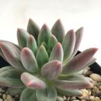 多肉植物 赤 観葉植物の人気商品 通販 価格比較 価格 Com