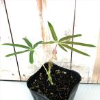 キャッサバ 苗 9cmポット マンジョカ タピオカ ハーブ苗 Herb