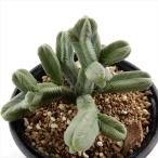 多肉植物 hmクラッスラ ピラミダリス 多肉植物 クラッスラ 6cmポット