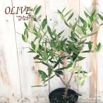 オリーブ ひなかぜ 10.5cmポット 観葉植物 オリーブの木 苗 シンボルツリー 庭木 果樹 mto
