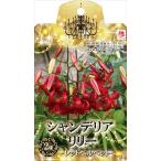 予約販売花の大和球根シャンデリアリ...