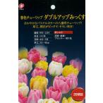  луковица тюльпан весна Colleda bru выше ....MIX Mix удача цветок .10 лампочка fke