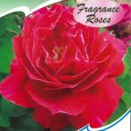 予約販売バラ苗バラ大苗オールドロー...