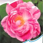 予約販売バラ苗バラ大苗オールドロー...