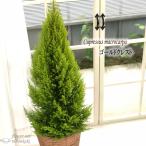 予約販売 観葉植物 ゴールドクレスト 7号鉢 送料無料 観葉植物 クリスマス シンボルツリー 贈り物 プレゼント 9月中旬以降発送