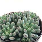 多肉植物 seグラプトペタルム ブラックベリー 多肉植物 セダム 7.5cmポット