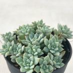  суккулентное растение hmekebe задний ....... цветок лотоса суккулентное растение ekebe задний 6cm pot 