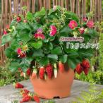  клубника рассада toli Stan 9cm pot 4 сезон становится клубника . клубника овощи рассада огород 