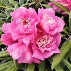 予約販売 日本シャクナゲ 濃姫 5号鉢 開花予定株 しゃくなげ 石楠花 花苗…