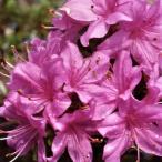  предварительный заказ распродажа глубокий гора Kirishima азалия персик источник 9cm pot цветение предположительно АО .... Miyama сверло sima азалия ... цветок рассада вечнозеленый Hanaki toy 2 месяц последняя декада после отправка 