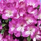 予約販売 深山霧島ツツジ 満月 9cmポ