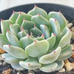ショッピング多肉植物 多肉植物 skエケベリア 沙羅姫牡丹 多肉植物 エケベリア 7.5cmポット