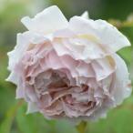 ショッピング苗 予約販売 バラ 苗 バラ 新苗 河本バラ園 ローズローブドール 品種登録出願中 繰り返し咲き 薔薇 ばら 送料無料 白 ベージュ has 4月中旬以降発送