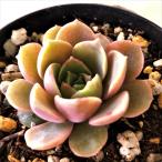 ショッピング多肉植物 多肉植物 skエケベリア モヒカン 多肉植物 エケベリア 7.5cmポット