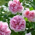 予約販売バラ苗バラ新苗デルバールロ...