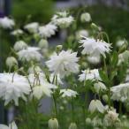 予約販売西洋オダマキ苗アキレギアバ...