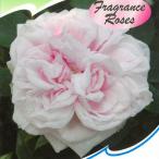 ショッピングバラ 予約販売 バラ 苗 バラ 新苗 オールドローズ スヴニールドゥラマルメゾン 四季咲き 中輪 つるバラ 薔薇 ばら ピンク tros 4月中旬以降発送