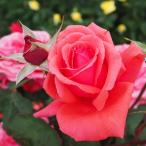 予約販売 バラ 苗 バラ 新苗 大輪 ドゥフトボルケ 木立性 四季咲き 薔薇 ばら 赤 ドフトボルケ tros 4月中旬以降発送