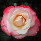 ショッピング薔薇 予約販売 バラ 苗 バラ 新苗 大輪 ノスタルジー 木立性 四季咲き 薔薇 ばら 赤 tros 4月中旬以降発送