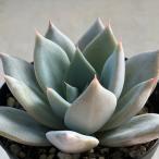 ショッピングエケベリア 多肉植物 skエケベリア シャングリラ（リラシナ×メキシカンジャイアント） 多肉植物 エケベリア 7.5cmポット