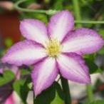 ショッピングクレマチス 予約販売 クレマチス 苗 まな ビチセラ系 落合さんのクレマチス 2年生苗 10.5cmポット ochi 3月上旬以降発送