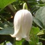 ショッピングクレマチス 予約販売 クレマチス 苗 カイウ テキセンシス・ヴィオルナ系 落合さんのクレマチス 2年生苗 10.5cmポット ochi 3月上旬以降発送