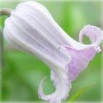 ショッピングクレマチス 予約販売 クレマチス 苗 吉野霞 テキセンシス・ヴィオルナ系 落合さんのクレマチス 2年生苗 10.5cmポット ochi 3月上旬以降発送