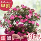 ＼39円OFFクーポン／ 早割 母の日 プレゼント バラ 舞姫 リング 5号鉢 送料無料 母の日ギフト 花 鉢植え つるバラ