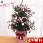 早割 母の日 プレゼント バラ 舞姫 タワー 6号鉢 送料無料 母の日ギフト 花 鉢植え つるバラ