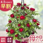 ＼ 早割 ／ 母の日 プレゼント バラ マザーズデイ タワー 6号鉢 送料無料 母の日ギフト 花 鉢植え つるバラ
