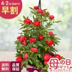 母の日 プレゼント バラ オレンジマザーズデイ タワー 6号鉢 送料無料 母の日ギフト 花 鉢植え つるバラ 日本花キ流通