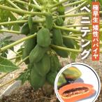  папайя рассада алый тонн g10.5cm pot женский дерево высшее . сырой .. тропический фрукты овощи рассада огород 