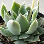 ショッピングエケベリア 多肉植物 skエケベリア シムランスラグナサンチョス 実生選抜 多肉植物 エケベリア 7.5cmポット