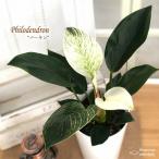 予約販売 観葉植物 フィロデンドロン バーキン 5号鉢 送料無料 観葉植物 室内 贈り物 プレゼント インテリア おしゃれ koe 3月中旬以降発送