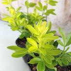  жасмин рассада p обод rose 9cm pot un наан oubai трава рассада Herb