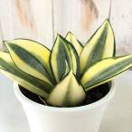 観葉植物 サンスベリア ゴールデン ハニー 3.5号鉢 サンセベリア 観葉植物 小型 小さい 室内 贈り物 プレゼント インテリア おしゃれ