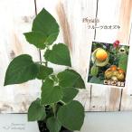  предварительный заказ распродажа еда для ho oz ki рассада фрукты ho oz ki Anne tes Gold 9cm pot .... овощи рассада огород 6 месяц сверху . после отправка 