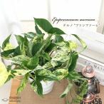 観葉植物 ポトス テルノ No.005 ファンファーレ 5号鉢 吊り鉢 吊り下げ ハンギング 送料無料 観葉植物 室内 贈り物 プレゼント インテリア おしゃれ