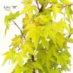 предварительный заказ распродажа клен .12cm pot контактный дерево рассада . лист momiji садовое дерево саженец Hanaki take 4 месяц средний . после отправка 