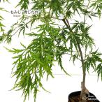  предварительный заказ распродажа клен синий ...12cm pot контактный дерево рассада . лист momiji садовое дерево саженец Hanaki take 4 месяц средний . после отправка 