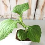 ya- темно синий рассада Anne tes. снег 10.5cm pot бог .. овощи овощи рассада огород 