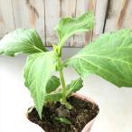 ya- темно синий рассада Anne tes. . женщина 10.5cm pot бог .. овощи овощи рассада огород 